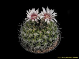 Gymnocalycium piricarpum 202